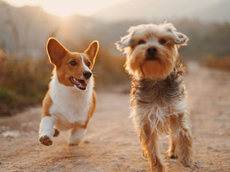 multi dog pet insurance