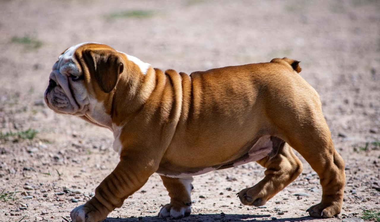 pet-insurance-for-french-bulldogs