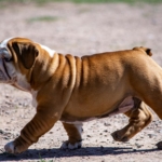 pet-insurance-for-french-bulldogs