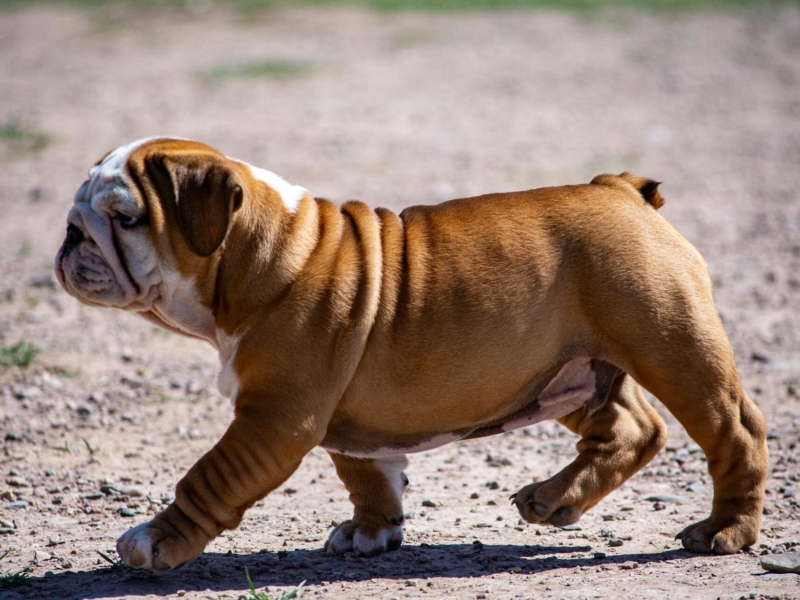 pet-insurance-for-french-bulldogs