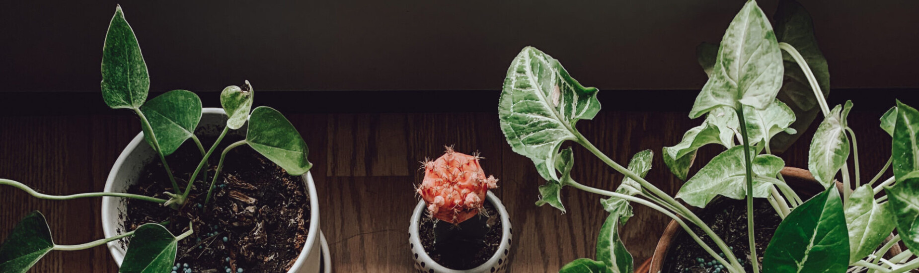 Activity - Verified by FangWallet